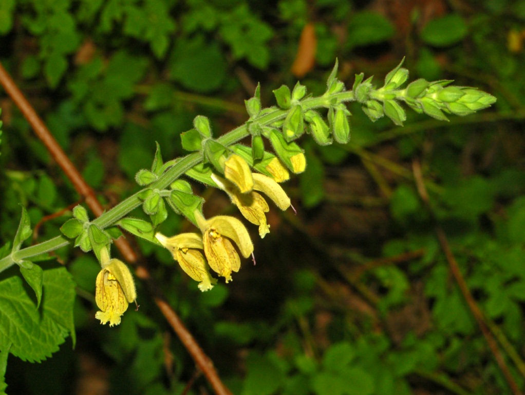 Sticky sage: Salvia glutinosa - Val Noci, Genova, Italy