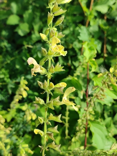 Sticky sage (Salvia glutinosa)