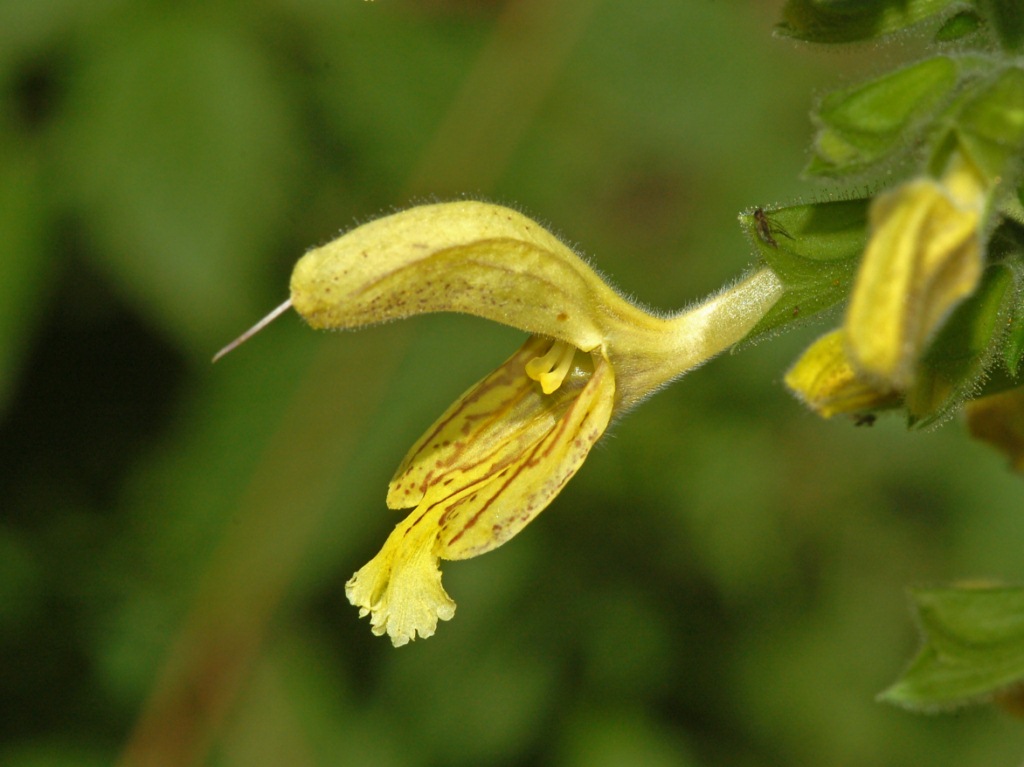 Sticky sage: Salvia glutinosa - Parco dell'Antola, Genova, Italy