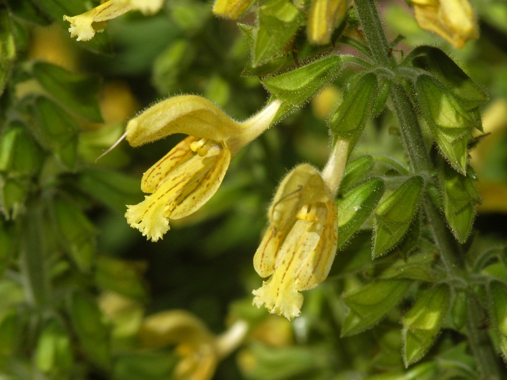 Sticky sage: Salvia glutinosa - Parco dell'Antola, Genova, Italy