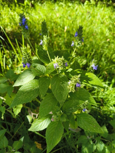 Chia (Salvia hispanica)