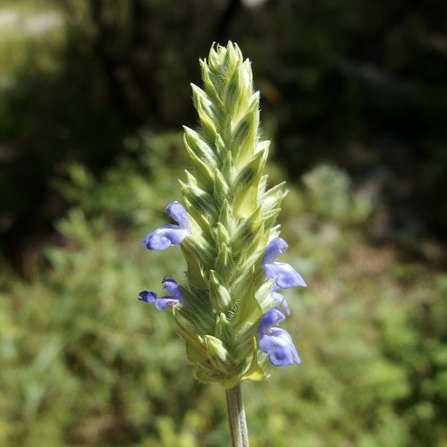 Chia (Salvia hispanica)