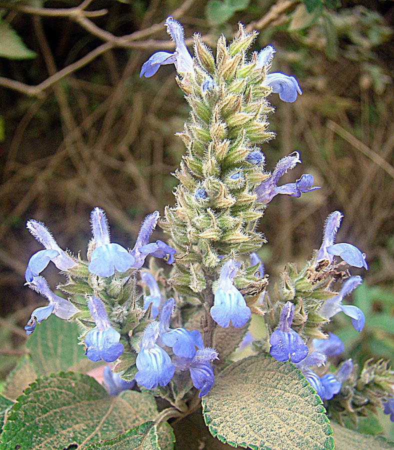 Chia: Native to southern Mexico and Guatemala, but widely planted and naturalized as the source of nutritious Chia seeds. Photo from a dusty roadside in Costa Rica..