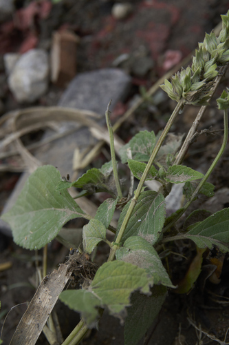 Chia (Salvia hispanica)