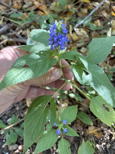 Chia (Salvia hispanica)