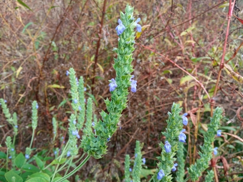 Chia (Salvia hispanica)