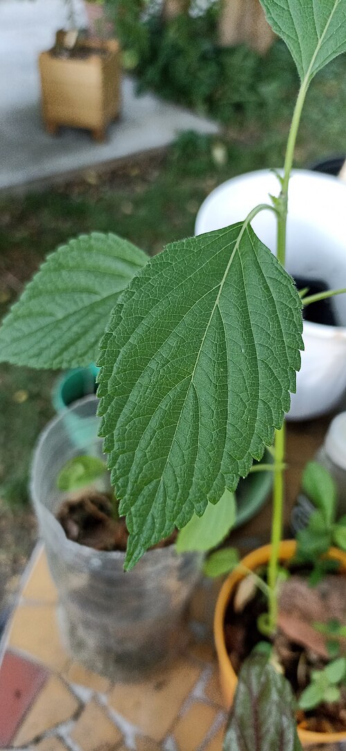 Chia: Close-up of a leaf of a chia plant growing in a pot.