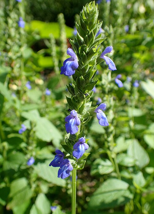 Chia: Salvia hispanica in Olbrich Botanical Gardens