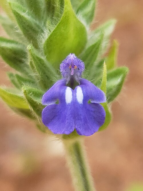 Chia: Chia ( Salvia hispanica ) in the United States