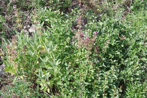 Kitchen sage (Salvia officinalis)