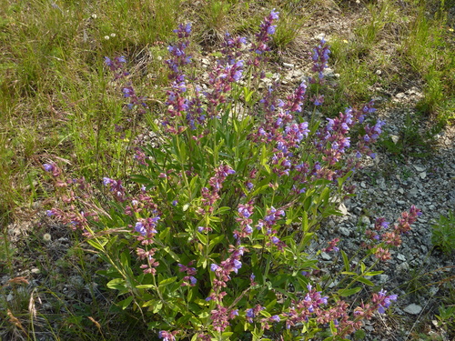 Kitchen sage (Salvia officinalis)