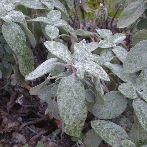 Kitchen sage (Salvia officinalis)