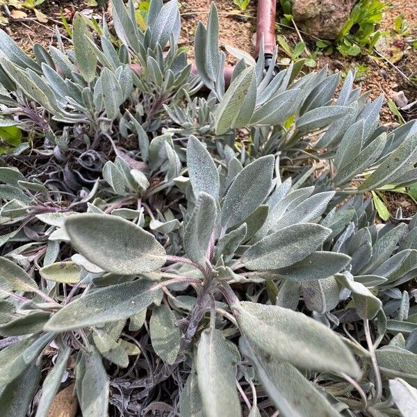 Kitchen sage (Salvia officinalis)