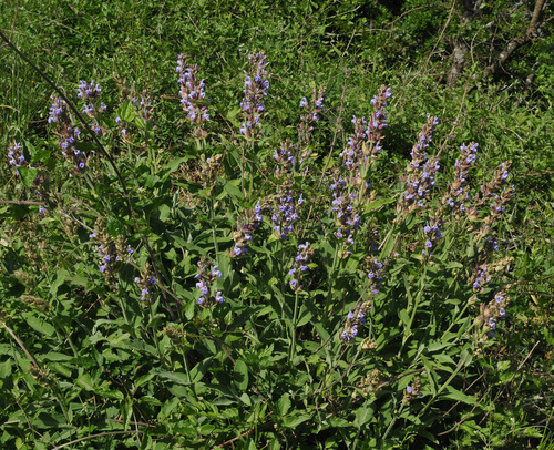 Kitchen sage (Salvia officinalis)