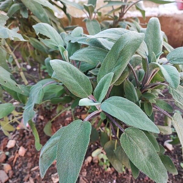 Kitchen sage (Salvia officinalis)