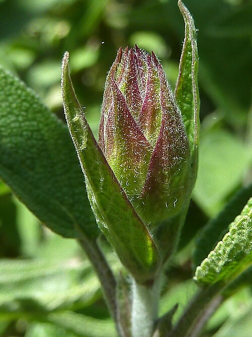Kitchen sage: Salvia officinalis (Salvia) - Escape incipiente. - Cultivado/ornamental, Parque de Eva Perón, calle Gómez Ulla, Madrid Capital (España).