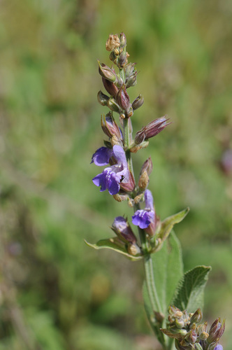 Kitchen sage (Salvia officinalis)