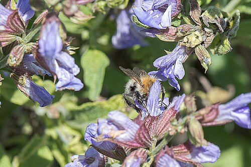 Kitchen sage: Garden Sage ( Salvia officinalis ) in the dry stream bed of the Vorflutgraben Nord in Marzling, district of Freising, Germany. On one flower is a common carder