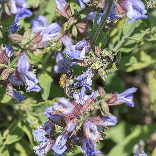 Kitchen sage: Garden Sage ( Salvia officinalis ) in the dry stream bed of the Vorflutgraben Nord in Marzling, district of Freising, Germany. On one flower is a common carder