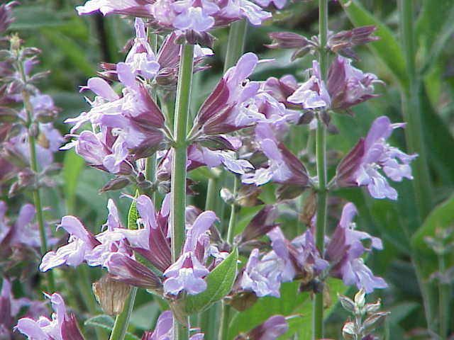 Kitchen sage: Species : Salvia officinalis Family : Lamiaceae Image No. 1