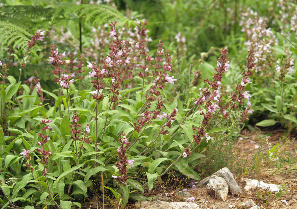 Kitchen sage (Salvia officinalis)