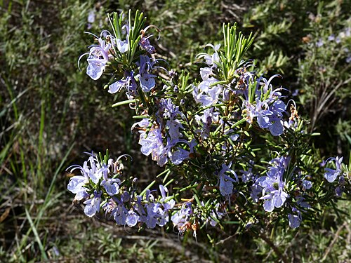 Rosemary: Romeero (Rosmarinus officinalis). ¡Huele de maravilla!