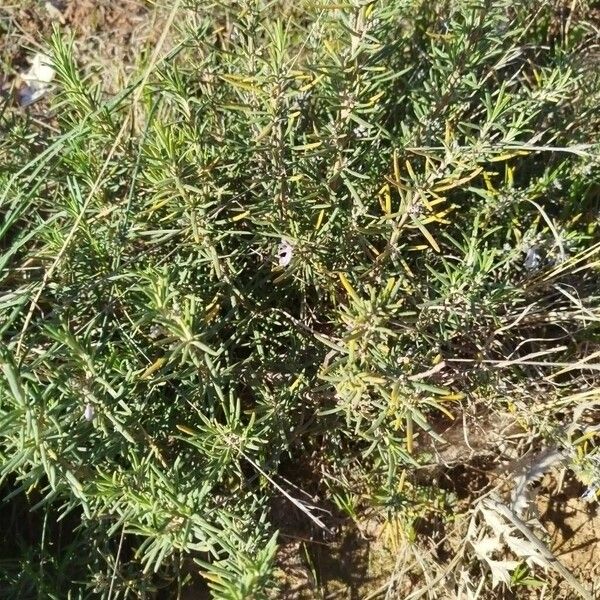 Rosemary (Salvia rosmarinus)