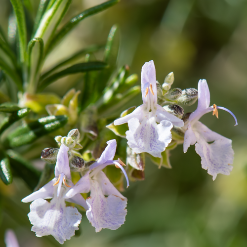 Rosemary