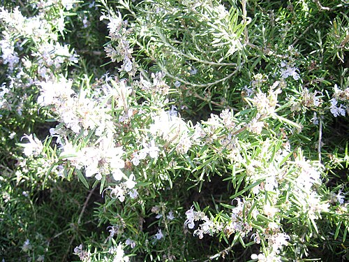 Rosemary: Rosmarinus_officinalis_with_bees