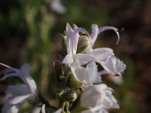 Rosemary (Salvia rosmarinus)