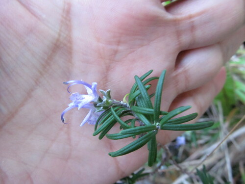 Rosemary (Salvia rosmarinus)