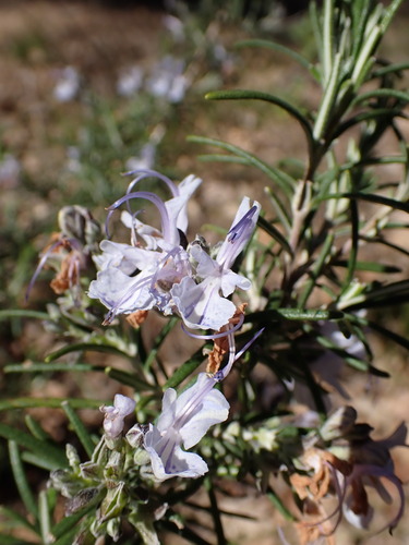 Rosemary (Salvia rosmarinus)