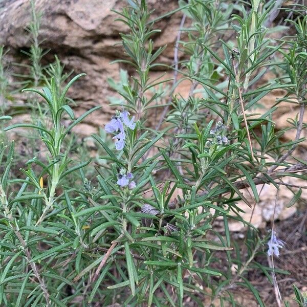 Rosemary (Salvia rosmarinus)