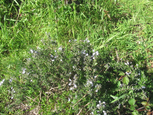 Rosemary (Salvia rosmarinus)