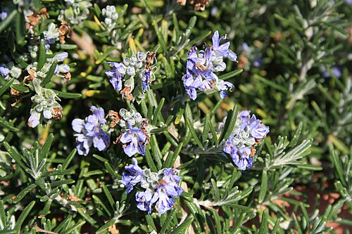 Rosemary: Rosemary