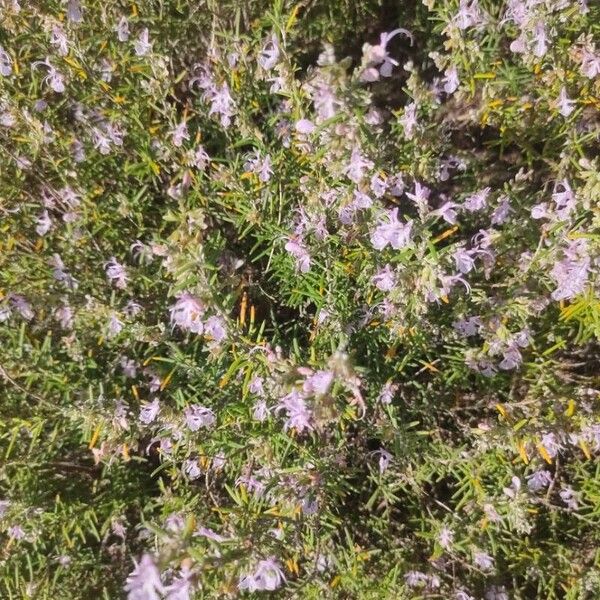Rosemary (Salvia rosmarinus)