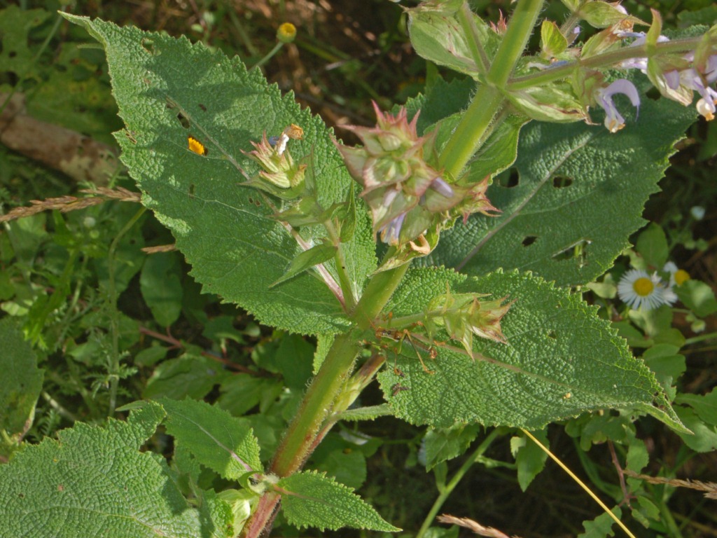 Europe sage: Salvia sclarea - S. Agata Fossili, Alessandria, Italy