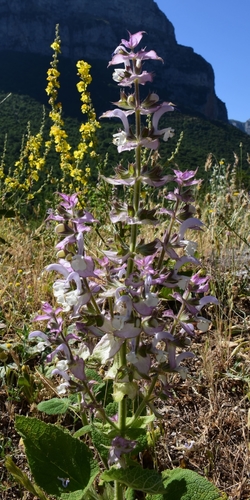 Europe sage (Salvia sclarea)