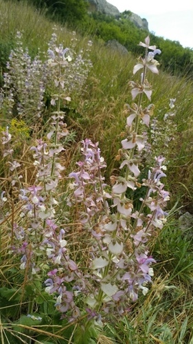 Europe sage (Salvia sclarea)