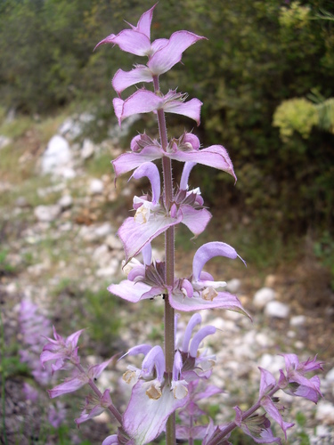 Europe sage (Salvia sclarea)