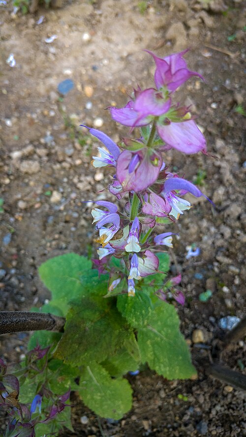 Europe sage: Der Muskatellersalbei (Salvia sclarea), Muskat-Salbei