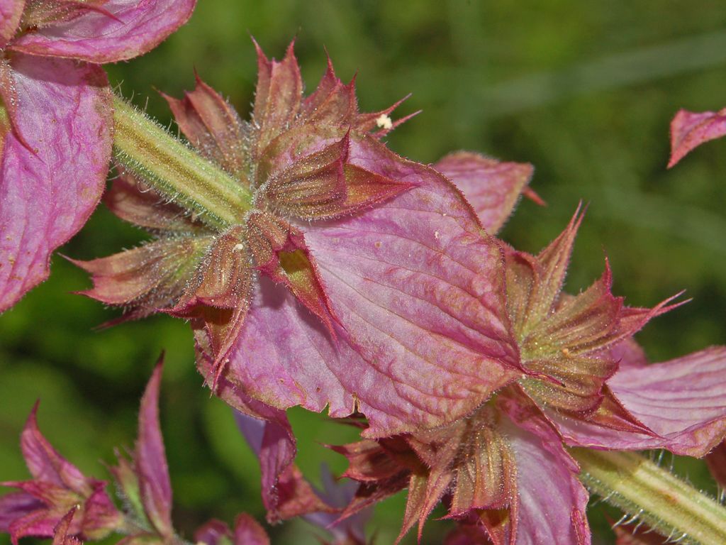 Europe sage: Salvia sclarea - S. Agata Fossili, Alessandria, Italy