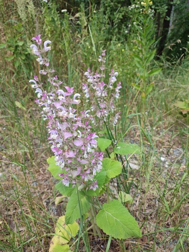Europe sage (Salvia sclarea)