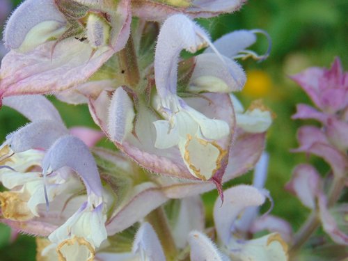 Europe sage (Salvia sclarea)