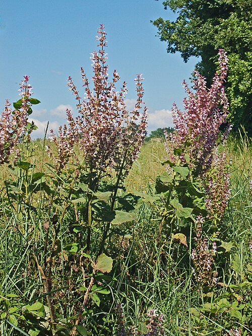 Europe sage: Salvia sclarea - S. Agata fossili, Alessandria, Italy