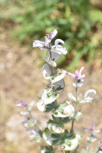 Europe sage (Salvia sclarea)