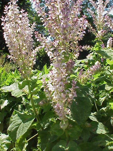 Europe sage (Salvia sclarea)