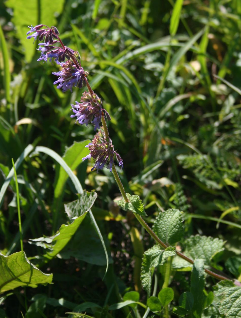 Whorled clary: Quirl-Salbei ( Salvia verticillata ), Lippenblütler (Lamiaceae) - Österreich/Austria/Autriche: Niederösterreich, Alpenostrand, Südostfuß des Pfaffstättner Kogel