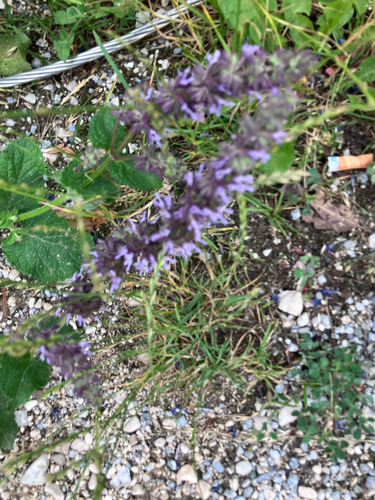 Whorled clary (Salvia verticillata)
