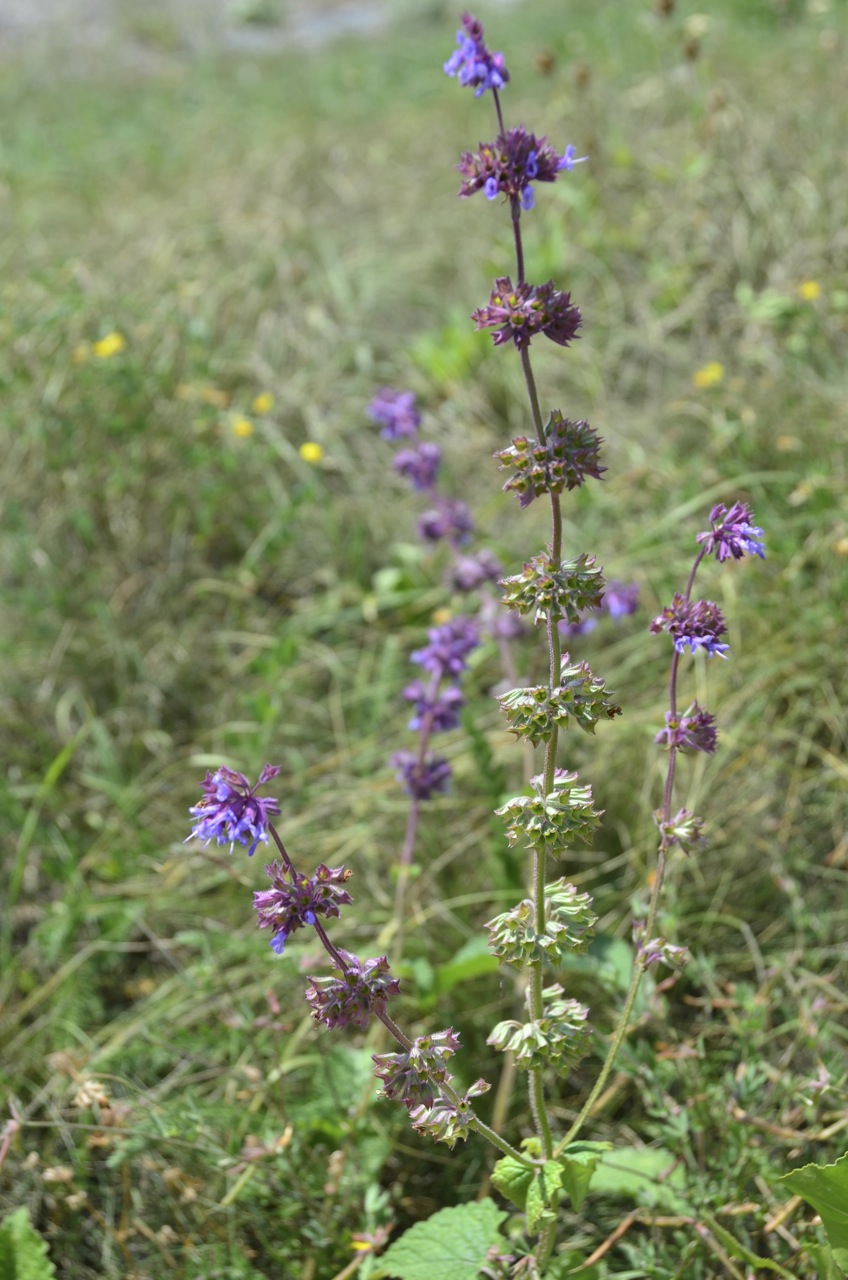 Whorled clary: Salvia verticillata